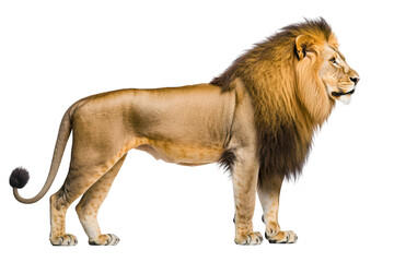 Obraz premium A majestic lion stands proudly in profile. its powerful physique and mane against a clean. white background. symbolizing strength and royalty in wildlife photography