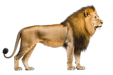 A majestic lion stands proudly in profile. its powerful physique and mane against a clean. white background. symbolizing strength and royalty in wildlife photography