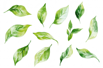 A collection of various green leaves illustrated in watercolor style. different shapes and shades. perfect for nature-themed designs or botanical illustrations