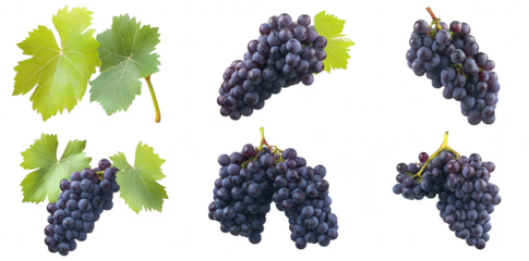 A collection of fresh. ripe purple grapes with green leaves. their natural beauty and texture. ideal for use in food-related projects or marketing