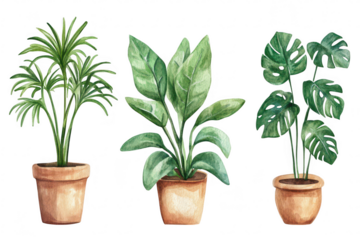 A illustration of three potted indoor plants featuring a palm. a large leafy plant. and a monstera. their lush green foliage against a clean white background. ideal for home decor