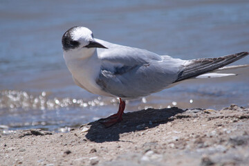 South amercan little seagull