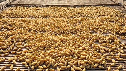 foolishness. Barley grains drying on a mat under soft, natural sunlight. menu design, packaging mockups, designed for culinary blogs and recipe cards for restaurants, used by account managers.