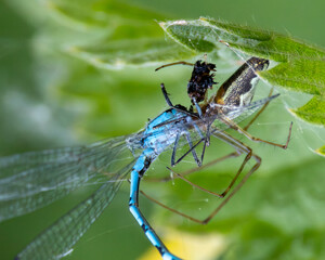 Spider wrapping a damselfly in its web, A meal or two..