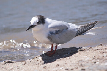 South american little seagull perched on the sand , in Mar Chiquita , Buenos Aires province , Argentina