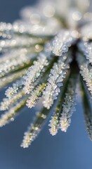 Modern Frozen Pine Needles Close-Up: Winter Nature Beauty