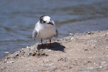 South american little seagull resting on the seashore
