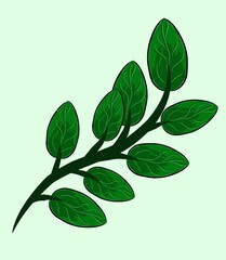 green leaves isolated on white background