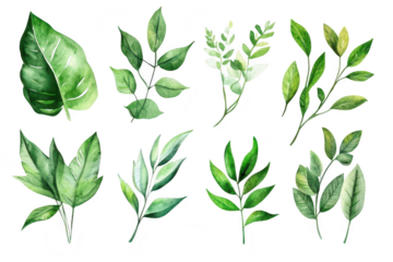 A collection of watercolor illustrations various green leaves. each with unique shapes and textures. ideal for nature-themed designs or botanical studies