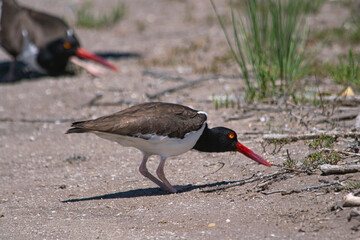 Oystercatcher couple on the sand , in Mar Chiquita