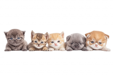 A charming lineup of five adorable kittens and puppies resting side by side on a clean white surface. their playful expressions and unique fur patterns. perfect for pet-related content