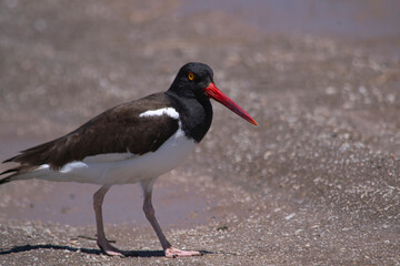 Oystercatcher walking on the sand  , near the seashore
