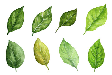 Naklejka premium A collection of beautifully illustrated green leaves various shades and textures. ideal for use in nature-themed designs. educational materials. or botanical studies
