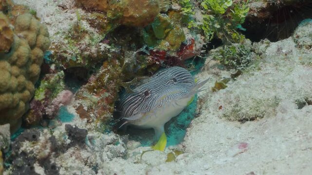 Cozumel Toadfish in Burrow