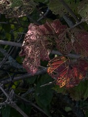 Backlit Autumn Leaf with Natural Decay and Warm Light