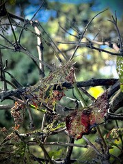Backlit Autumn Leaf with Natural Decay and Warm Light