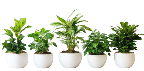 Obraz premium A display of five diverse indoor plants in white pots. arranged in a row against a neutral background. their lush green foliage and enhancing interior decor aesthetics