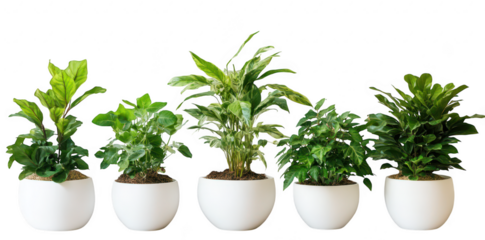 A display of five diverse indoor plants in white pots. arranged in a row against a neutral background. their lush green foliage and enhancing interior decor aesthetics