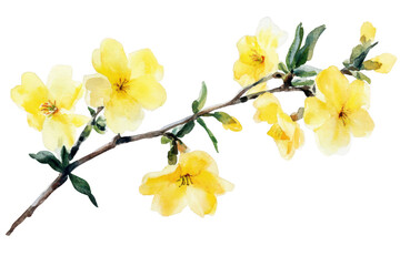 Obraz premium A delicate watercolor illustration of yellow flowers on a slender branch. their natural beauty against a clean white background. ideal for nature-themed projects or floral designs
