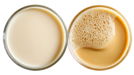 Two petri dishes with agar medium and microbial growth isolated on transparent background