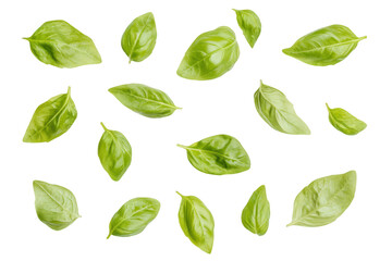 A collection of fresh basil leaves scattered artistically on a clean white background. perfect for culinary presentations. food photography. or botanical illustrations