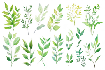 A collection of watercolor illustrations various types of green leaves. arranged artistically on a white background. ideal for botanical design projects or nature-themed decorations
