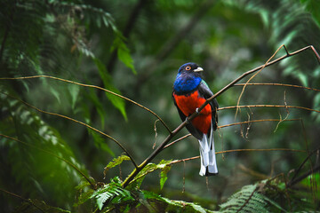 Surucua o trogon surrucura posada dentro de la selva y de colores atractivos. Selva de iguazu y amazonas con ave tropical. 