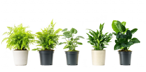 A display of five diverse potted plants. lush greenery and varying leaf shapes. arranged neatly against a bright white background. perfect for home decor or gardening inspiration