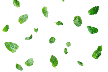 Fresh mint leaves scattered on a clean white background. creating a and natural aesthetic. suitable for culinary. health. or gardening themes