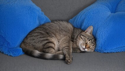 Tabby cat resting peacefully curled up on a comfy gray sofa.