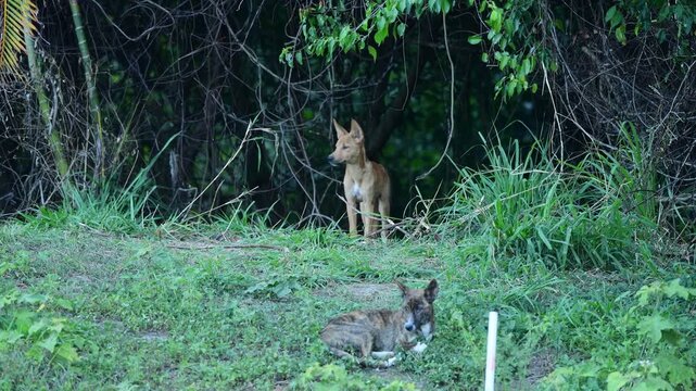 Dingo in Natural Den. Close-up of a dingo puppy. Australian Wildlife. Perfect for wildlife, nature, and conservation themes. 