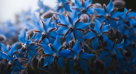 Vibrant blue borage flowers in full bloom, close-up view showcases delicate details