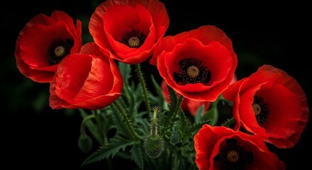 Stunning close-up of vibrant red poppy flowers against a dark background