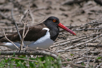 Oystercatcher on her nest , in Mar Chiquita lagoon , Argentina