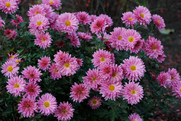 close-up of pink chrysanthemum flowers