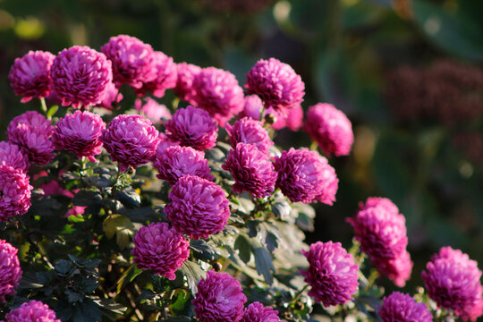 close-up of pink chrysanthemum flowers

