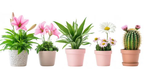 A display of assorted potted plants including lilies. daisies. and a cactus. arranged neatly on a white background. creating an inviting atmosphere for indoor gardening enthusiasts