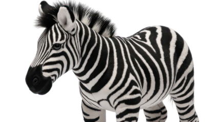 zebra on white background