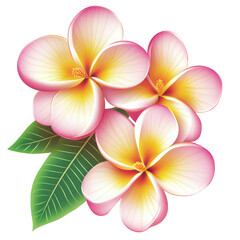Obraz premium Three plumeria flowers isolated on transparent background, showcasing their delicate pink and yellow petals, creating a visually appealing and tropical arrangement