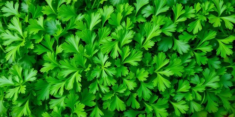 Obraz premium Vibrant green coriander leaves, freshly picked, lush and abundant, food, closeup