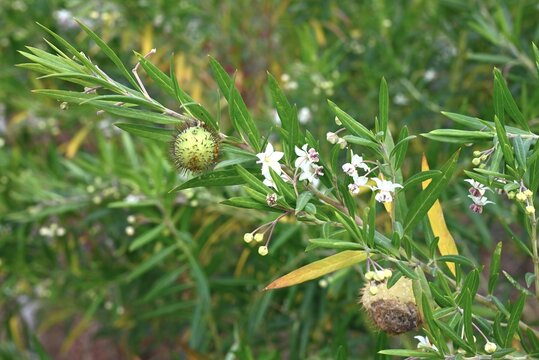 Swan plant ( Gomphocarpus physocarpus ) Flowers and fruits (follicles). Apocynaceae perennial. The flowers bloom downward and the fruits are covered with soft spines.