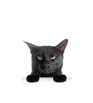 Cute cat peeking out on white background. Animal holding paws on banner