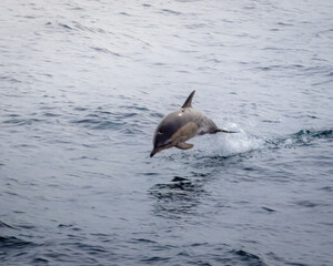 Fototapeta premium A small pod of Short Beaked Common Dolphins leaping out of the calm Irish sea, sailing back to Liverpool. 