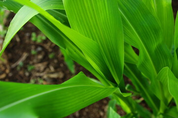 Close up view of fresh green corn leaves