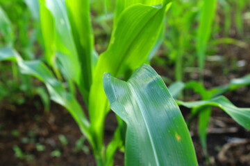 Close up view of fresh green corn leaves