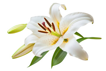 Fototapeta premium A close-up view of a pristine white lily flower with green leaves and unopened buds. set against a clean white background. ideal for nature-themed designs. floral arrangements. or botanical studies