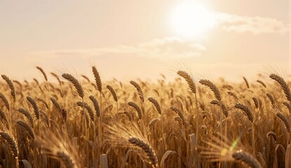 Sunlit wheat field in summer breeze - ultra realistic photo