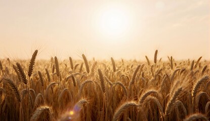 Sunlit wheat field in summer breeze - ultra realistic photo