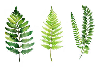 A collection of three beautifully illustrated fern leaves various shades of green. set against a clean white background. ideal for nature-themed designs or botanical studies