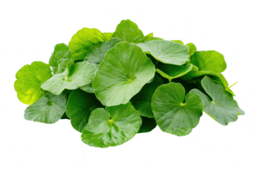 A pile of fresh green leaves the intricate textures and shapes of the foliage. set against a clean white background. ideal for natural health and wellness themes